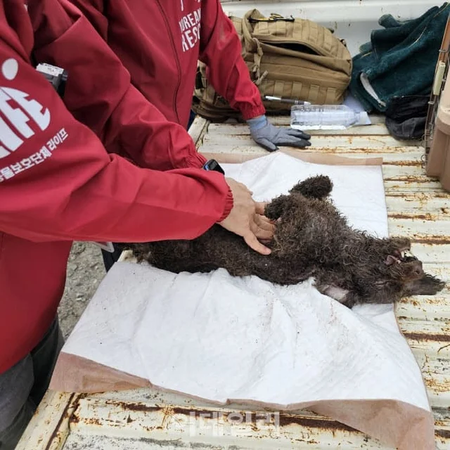번식 지옥 속 실명에 탈장까지…20년간 눈감아 준 부.. 보도 사진