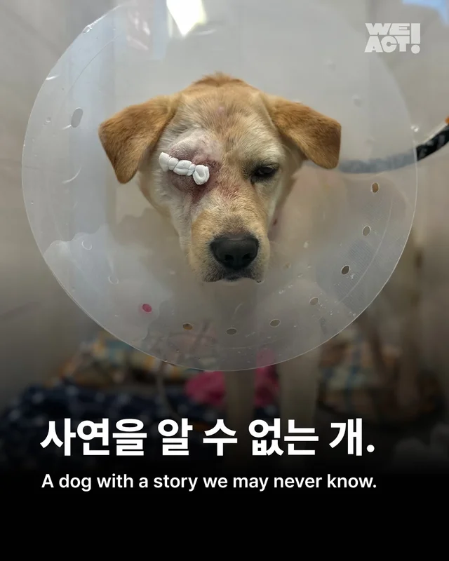 사연을 알 수 없는 개. #위액트보보 현장 사진