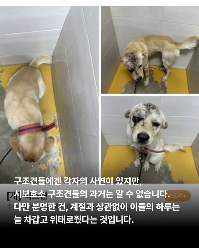 사연을 알 수 없는 개. #위액트보보 현장 사진