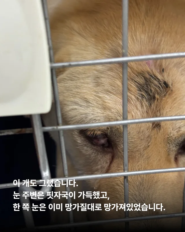 사연을 알 수 없는 개. #위액트보보 현장 사진