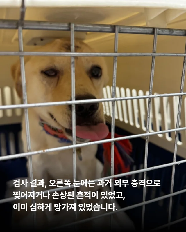 사연을 알 수 없는 개. #위액트보보 현장 사진
