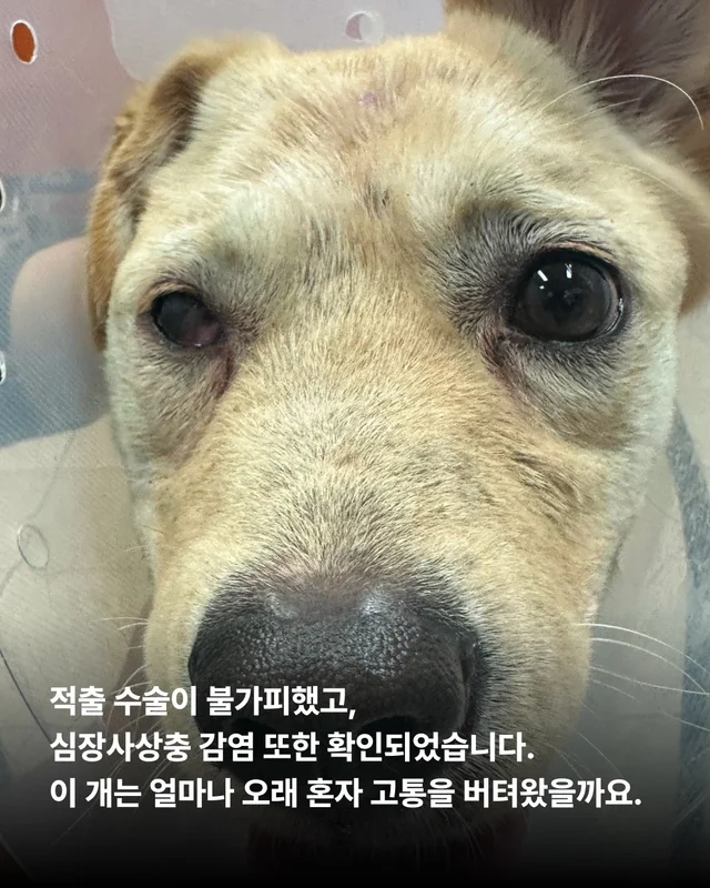 사연을 알 수 없는 개. #위액트보보 현장 사진