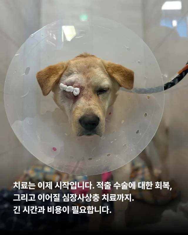 사연을 알 수 없는 개. #위액트보보 현장 사진