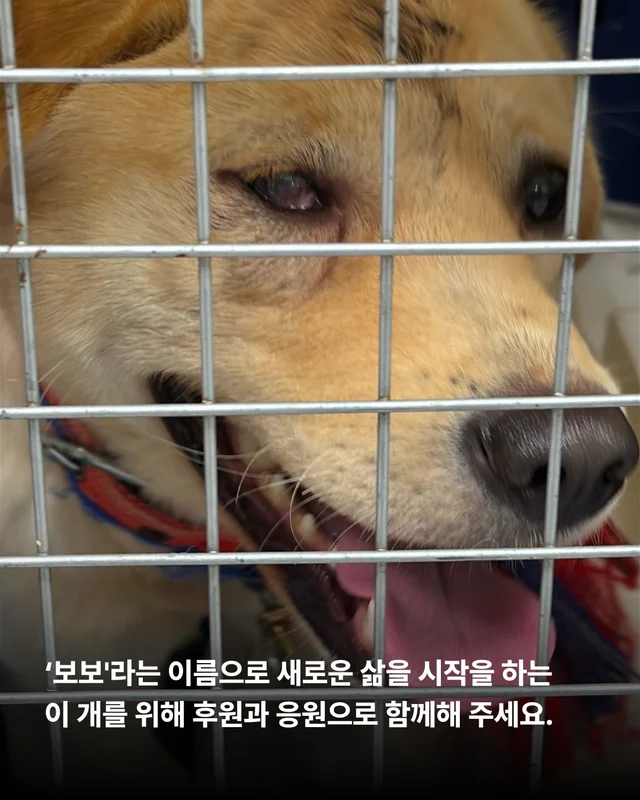 사연을 알 수 없는 개. #위액트보보 현장 사진
