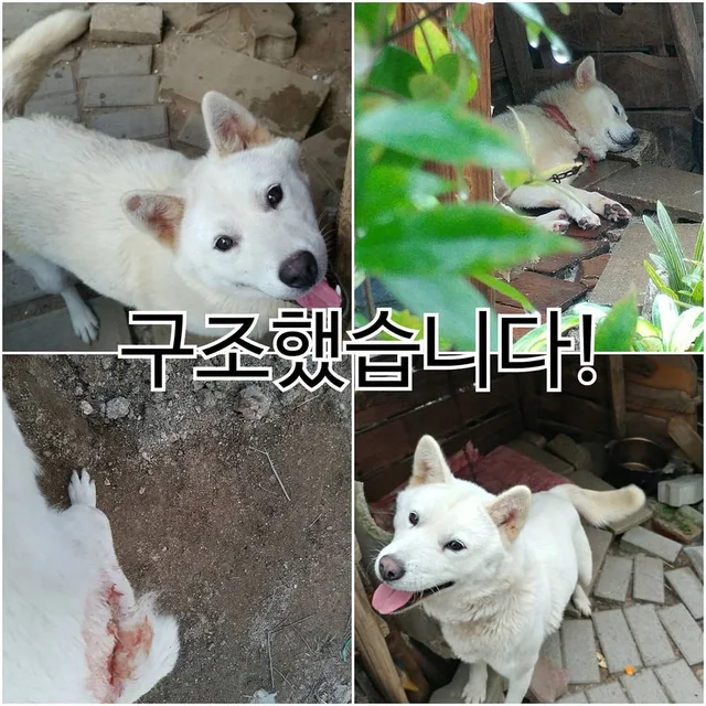 양주방치학대 현장 사진