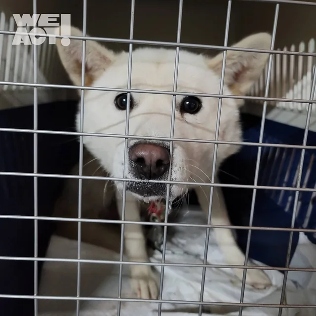 양주방치학대 현장 사진