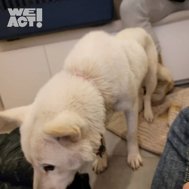 양주방치학대 현장 사진