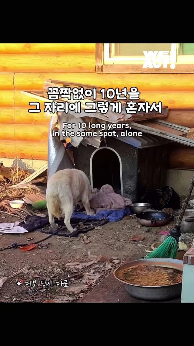 10년을 ‘엄마’라는 이름으로 버텨온 어미 개 현장 사진