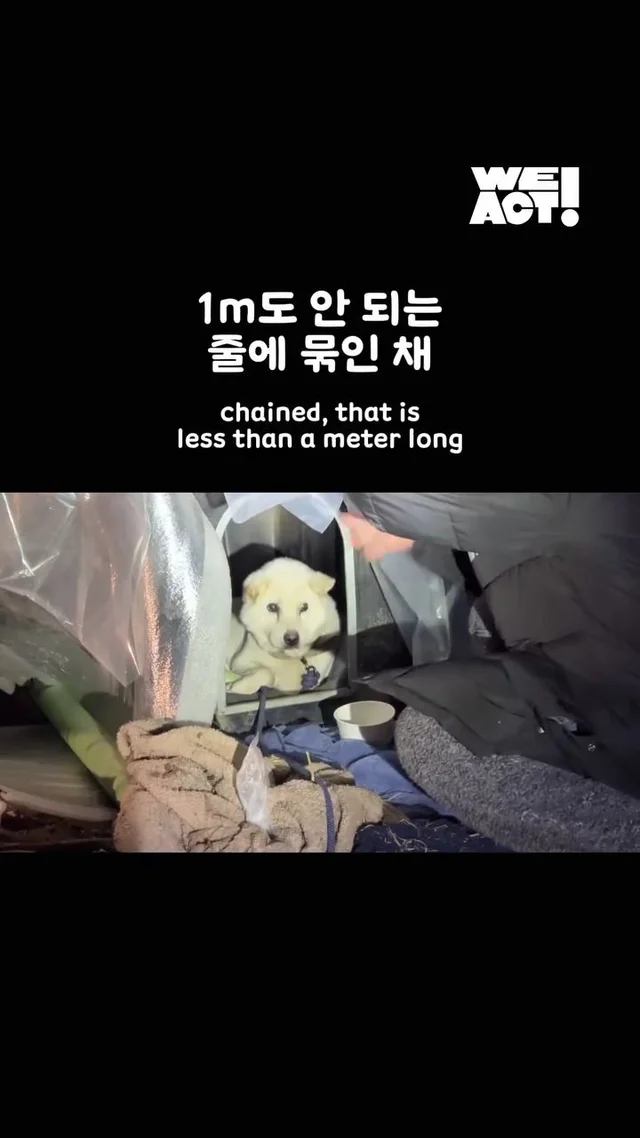 10년을 ‘엄마’라는 이름으로 버텨온 어미 개 현장 사진