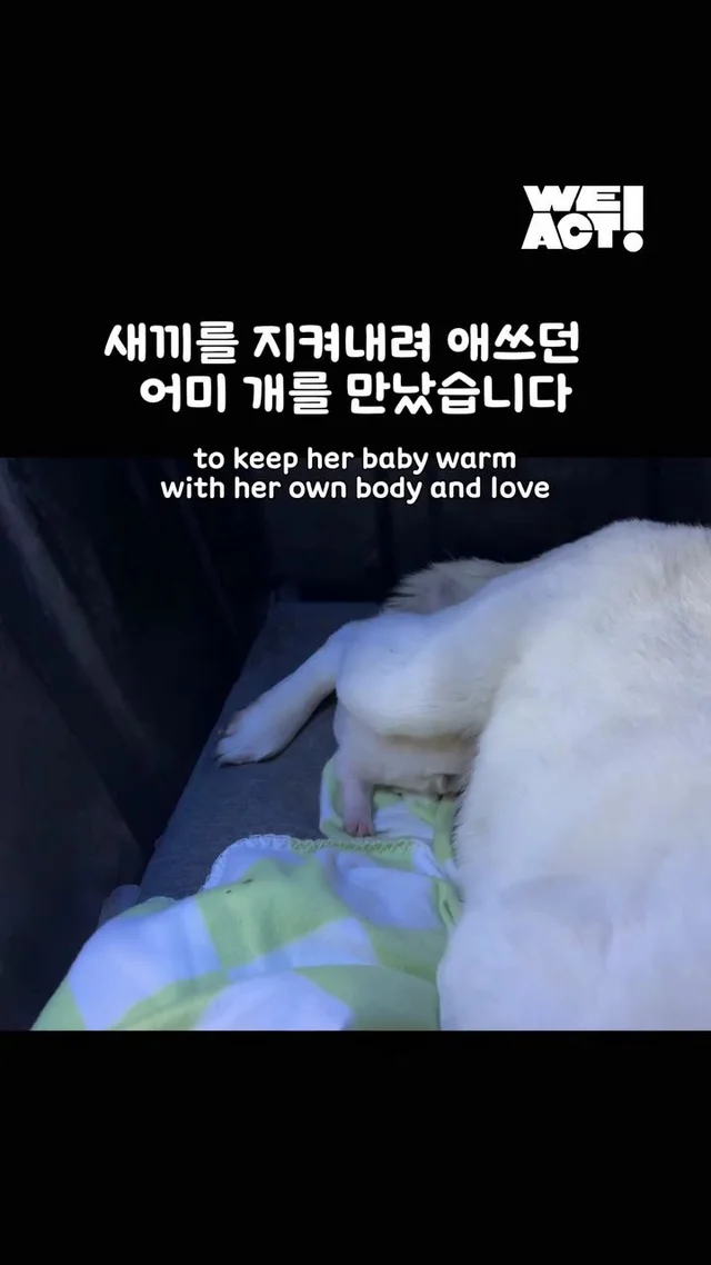 10년을 ‘엄마’라는 이름으로 버텨온 어미 개 현장 사진