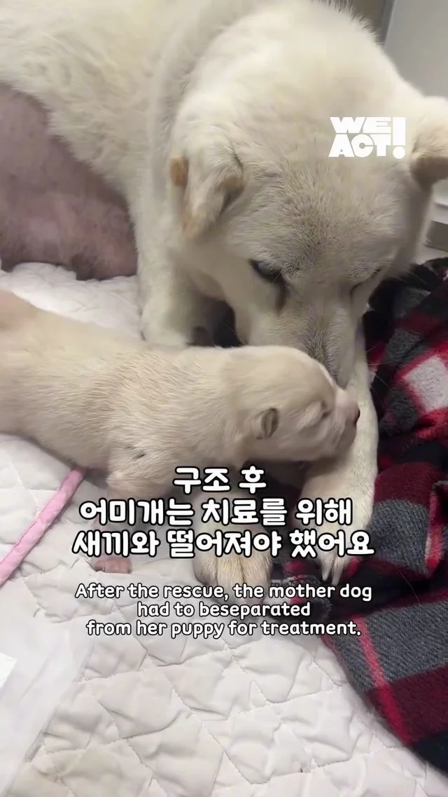 10년을 ‘엄마’라는 이름으로 버텨온 어미 개 현장 사진