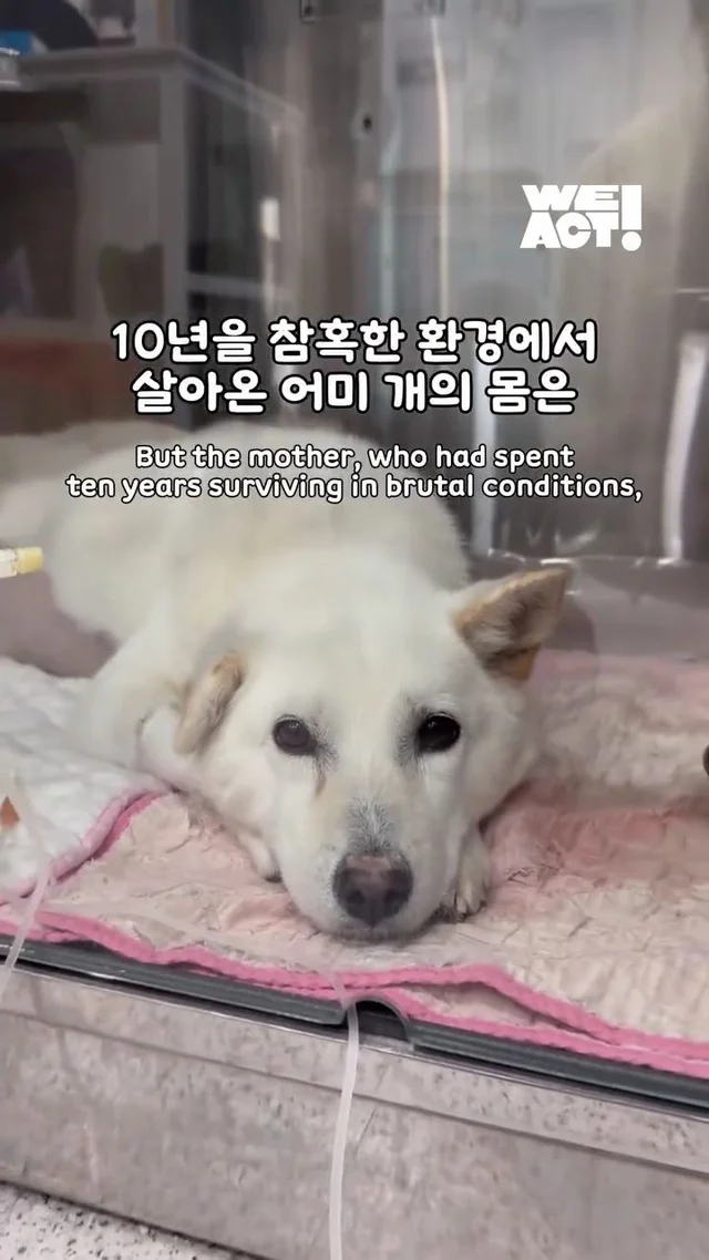 10년을 ‘엄마’라는 이름으로 버텨온 어미 개 현장 사진
