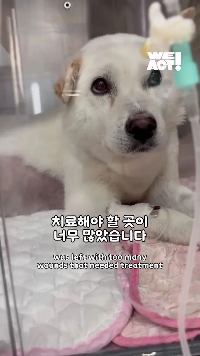 10년을 ‘엄마’라는 이름으로 버텨온 어미 개 현장 사진