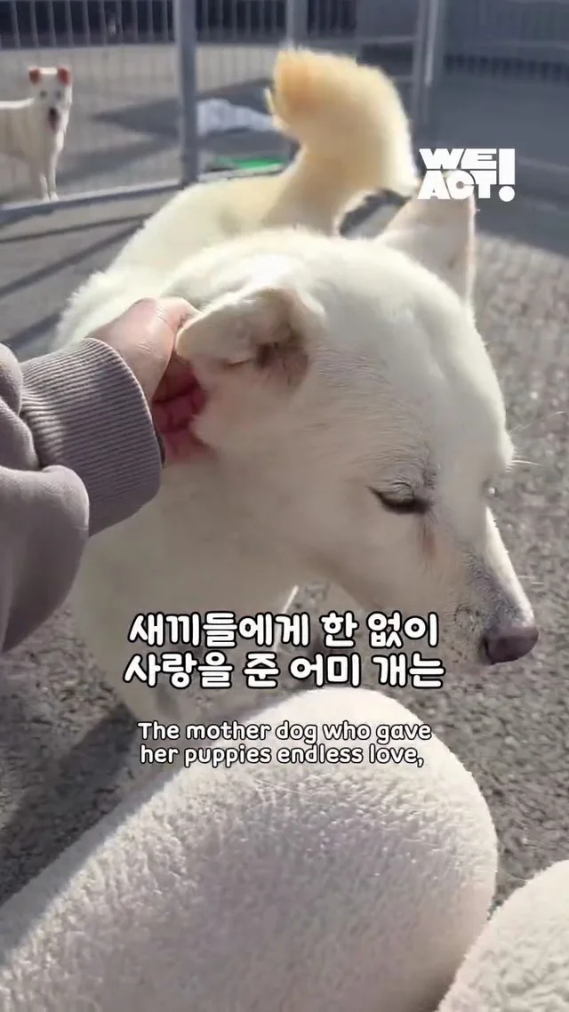 10년을 ‘엄마’라는 이름으로 버텨온 어미 개 현장 사진