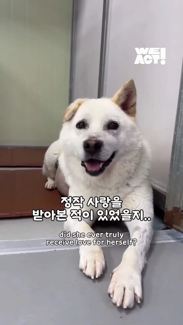 10년을 ‘엄마’라는 이름으로 버텨온 어미 개 현장 사진