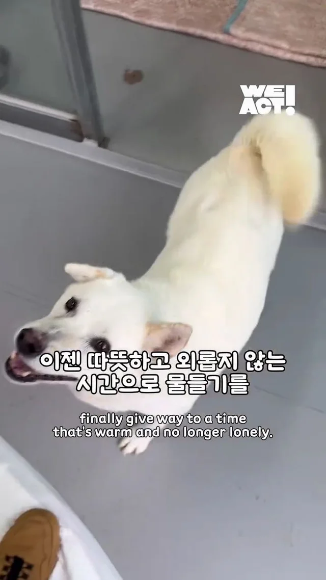 10년을 ‘엄마’라는 이름으로 버텨온 어미 개 현장 사진