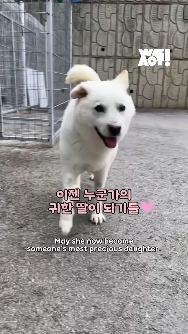 10년을 ‘엄마’라는 이름으로 버텨온 어미 개 현장 사진