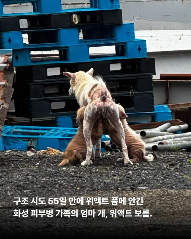 길 위의 3대 가족을 구조했습니다. #위액트보름 현장 사진