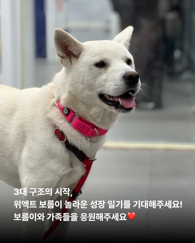 길 위의 3대 가족을 구조했습니다. #위액트보름 현장 사진