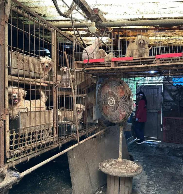부산 개백화점 현장 사진