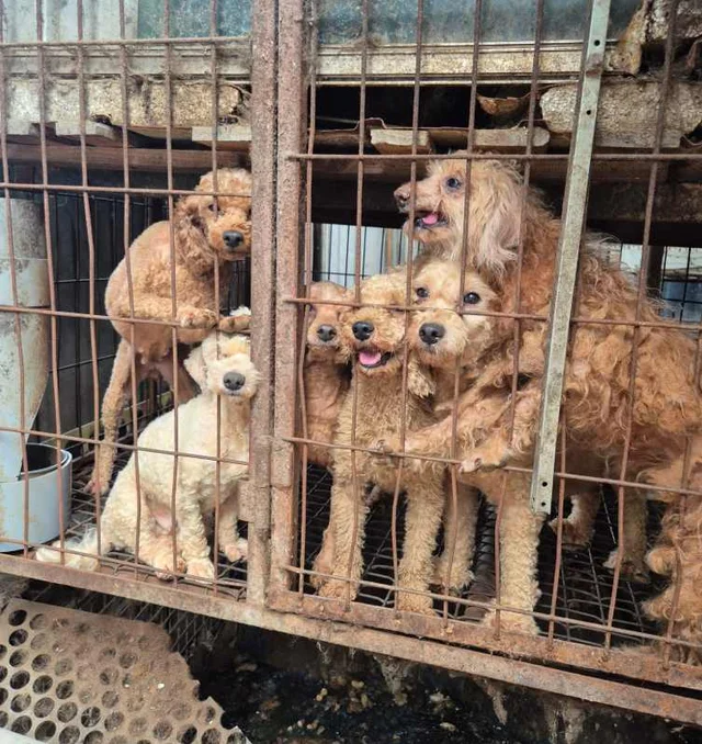 부산 개백화점 현장 사진