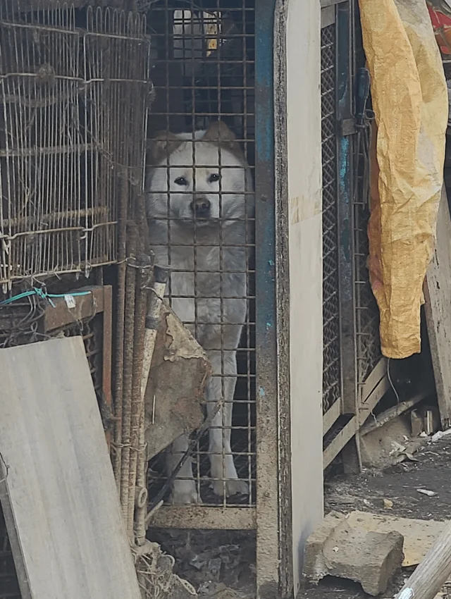 음성교살도살장 현장 사진