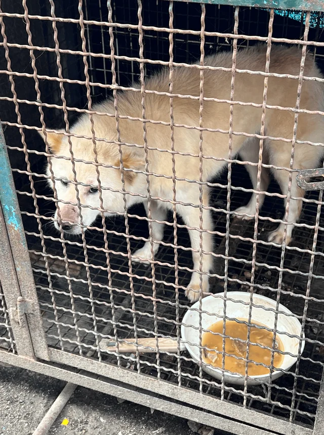 음성교살도살장 현장 사진