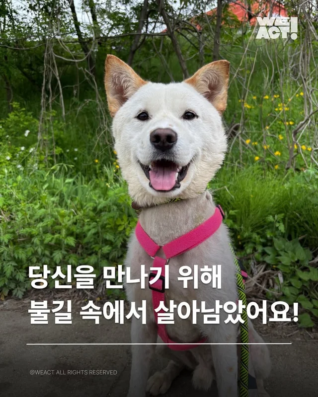 경북산불구조-위액트차차 현장 사진