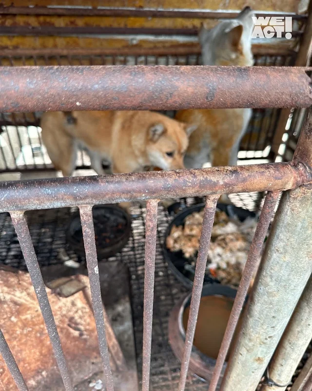 경북산불구조-위액트차차 현장 사진