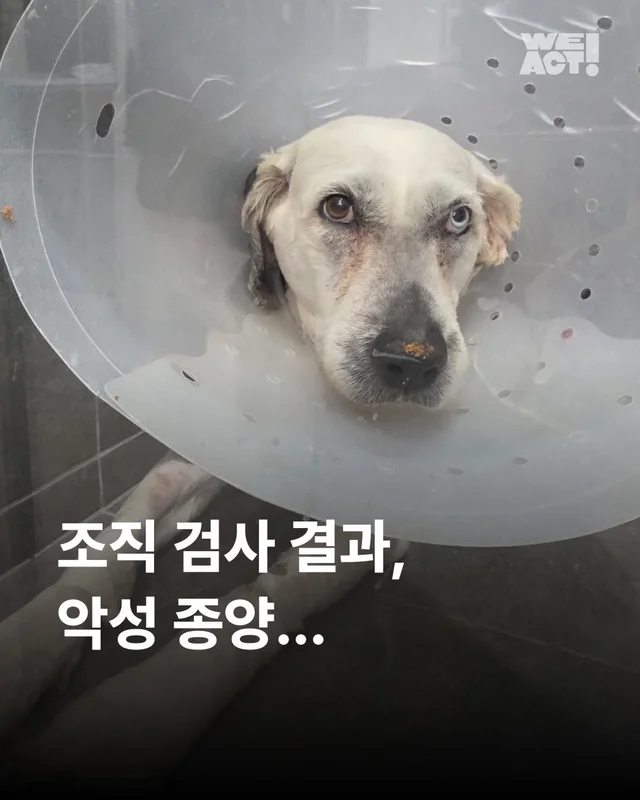 조직 검사 결과, 악성 종양... #위액트마린 현장 사진