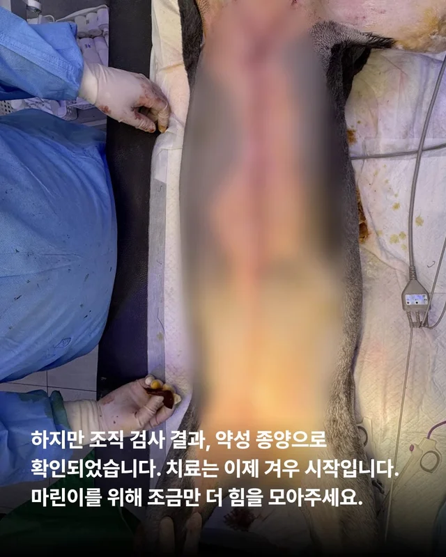 조직 검사 결과, 악성 종양... #위액트마린 현장 사진
