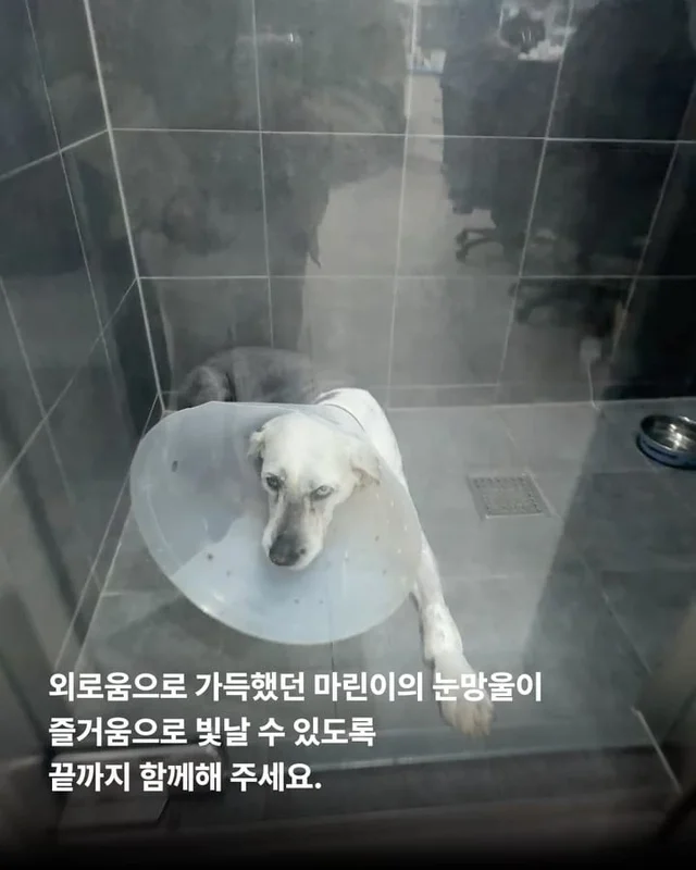 조직 검사 결과, 악성 종양... #위액트마린 현장 사진