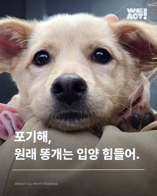 위액트팥빵 현장 사진