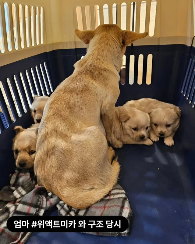 위액트팥빵 현장 사진