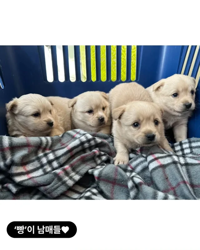 위액트팥빵 현장 사진