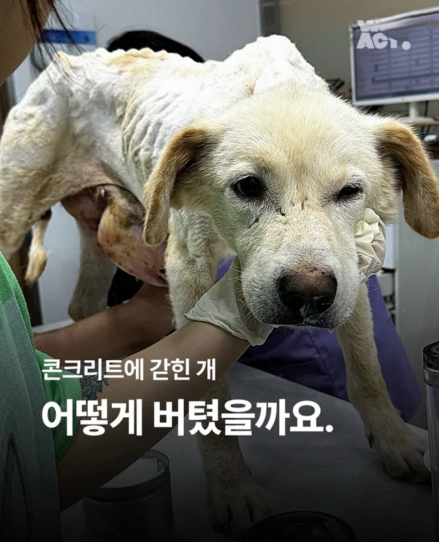 콘크리트에 갇힌개 위액트 희망이와 차안에 갇힌 리트.. 현장 사진