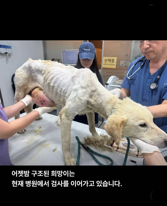 콘크리트에 갇힌개 위액트 희망이와 차안에 갇힌 리트.. 현장 사진