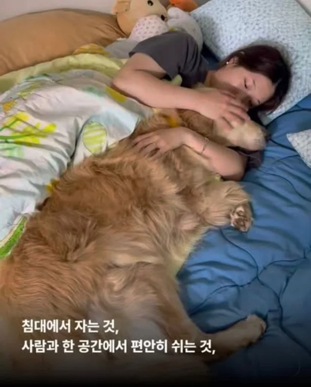 콘크리트에 갇힌개 위액트 희망이와 차안에 갇힌 리트.. 현장 사진