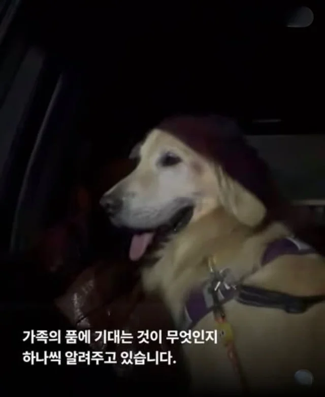 콘크리트에 갇힌개 위액트 희망이와 차안에 갇힌 리트.. 현장 사진