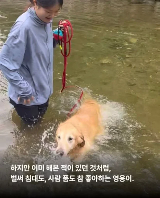 콘크리트에 갇힌개 위액트 희망이와 차안에 갇힌 리트.. 현장 사진
