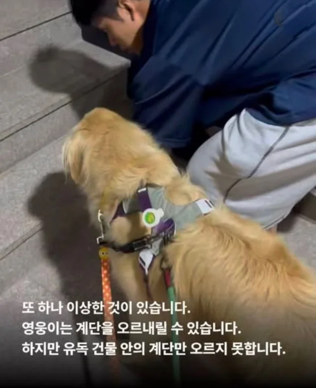 콘크리트에 갇힌개 위액트 희망이와 차안에 갇힌 리트.. 현장 사진