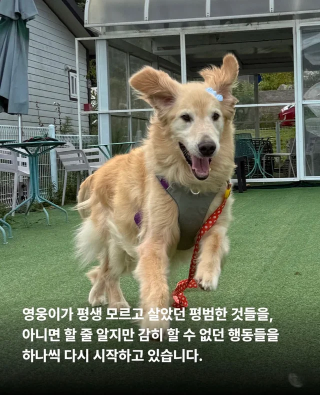 콘크리트에 갇힌개 위액트 희망이와 차안에 갇힌 리트.. 현장 사진