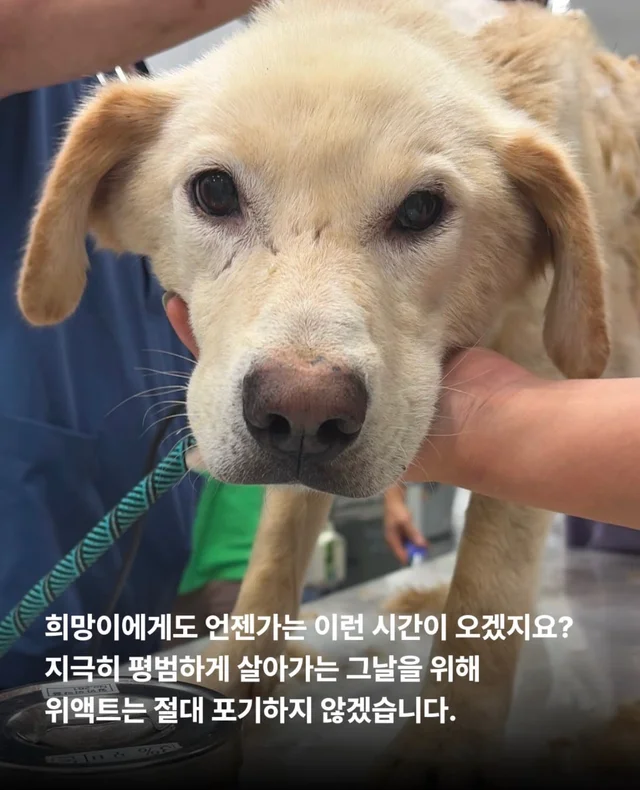콘크리트에 갇힌개 위액트 희망이와 차안에 갇힌 리트.. 현장 사진