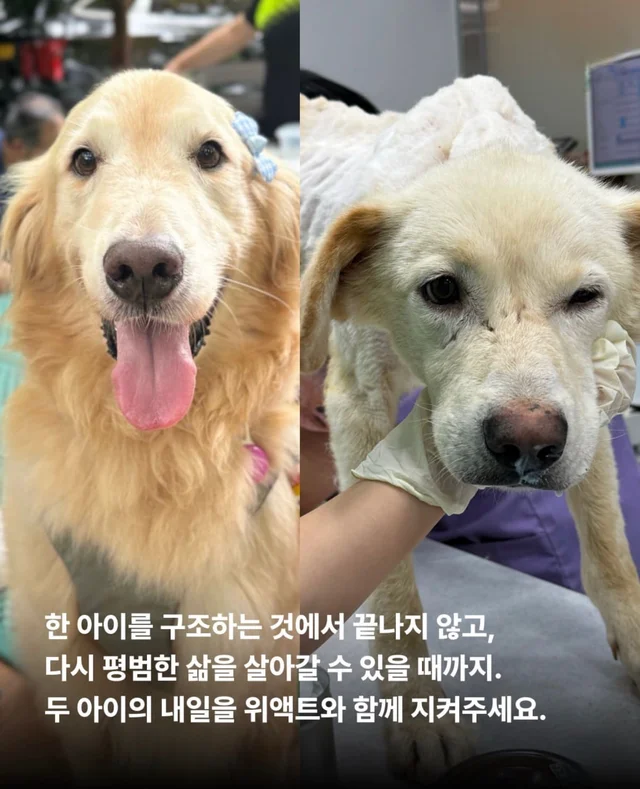 콘크리트에 갇힌개 위액트 희망이와 차안에 갇힌 리트.. 현장 사진