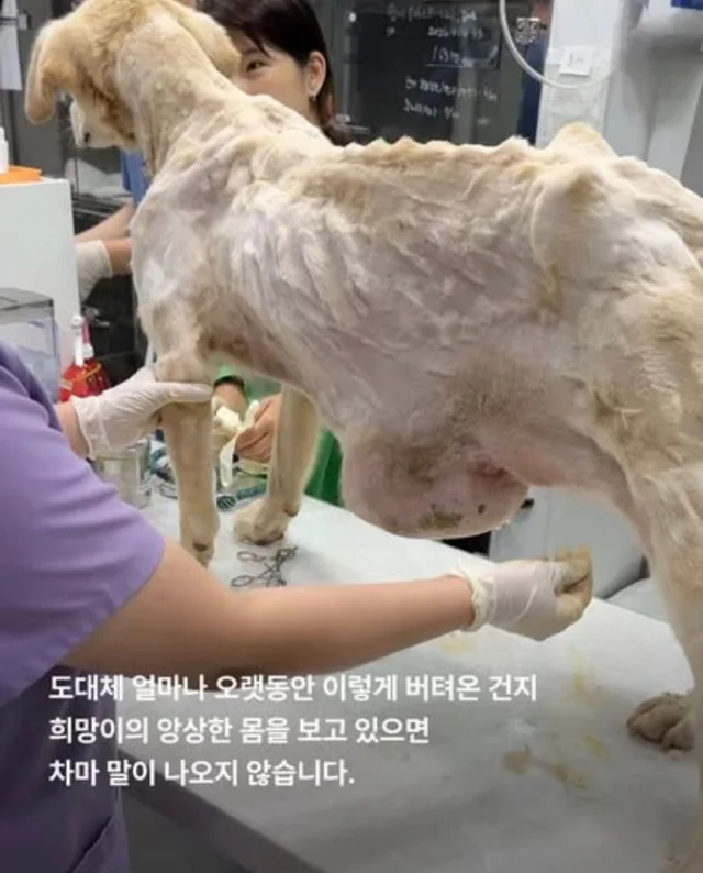 콘크리트에 갇힌개 위액트 희망이와 차안에 갇힌 리트.. 현장 사진