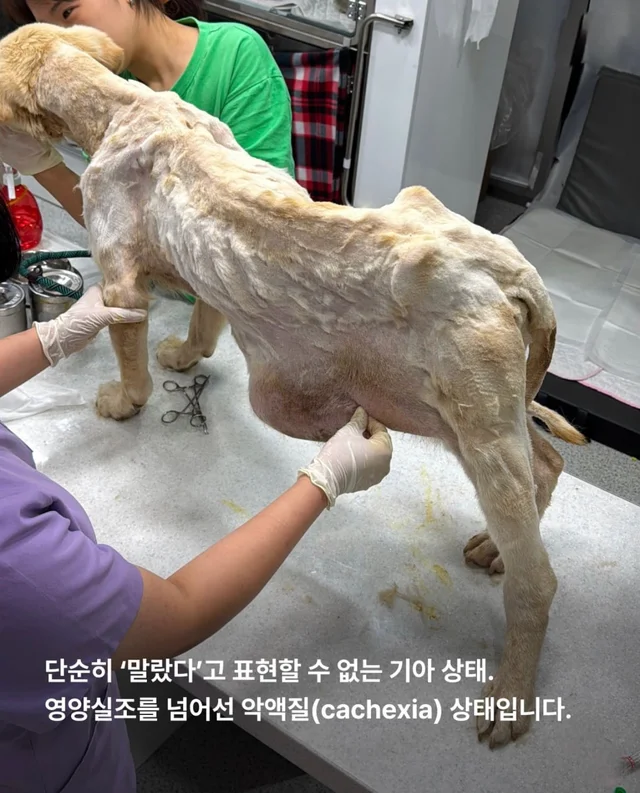 콘크리트에 갇힌개 위액트 희망이와 차안에 갇힌 리트.. 현장 사진