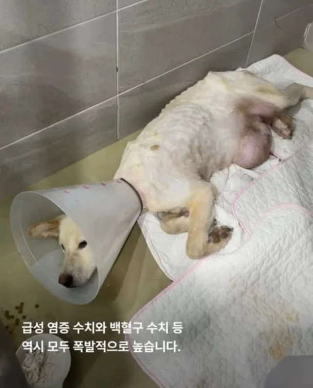 콘크리트에 갇힌개 위액트 희망이와 차안에 갇힌 리트.. 현장 사진