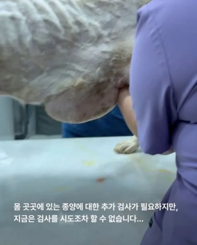 콘크리트에 갇힌개 위액트 희망이와 차안에 갇힌 리트.. 현장 사진