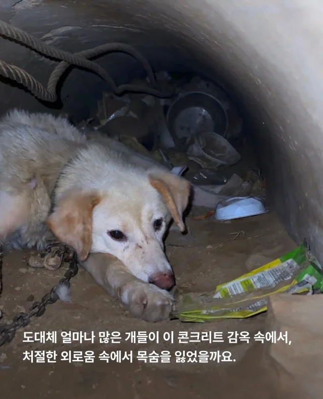 콘크리트에 갇힌개 위액트 희망이와 차안에 갇힌 리트.. 현장 사진