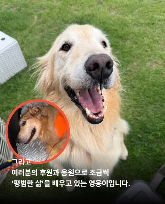 콘크리트에 갇힌개 위액트 희망이와 차안에 갇힌 리트.. 현장 사진